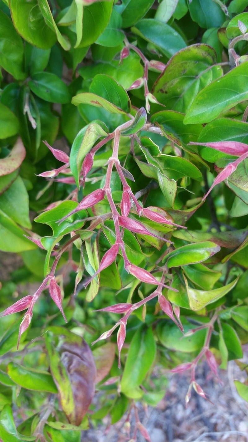 Hypoestes caudata photo 6