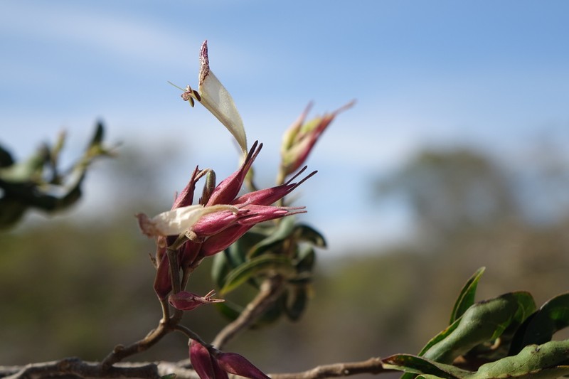 Hypoestes caudata photo 7