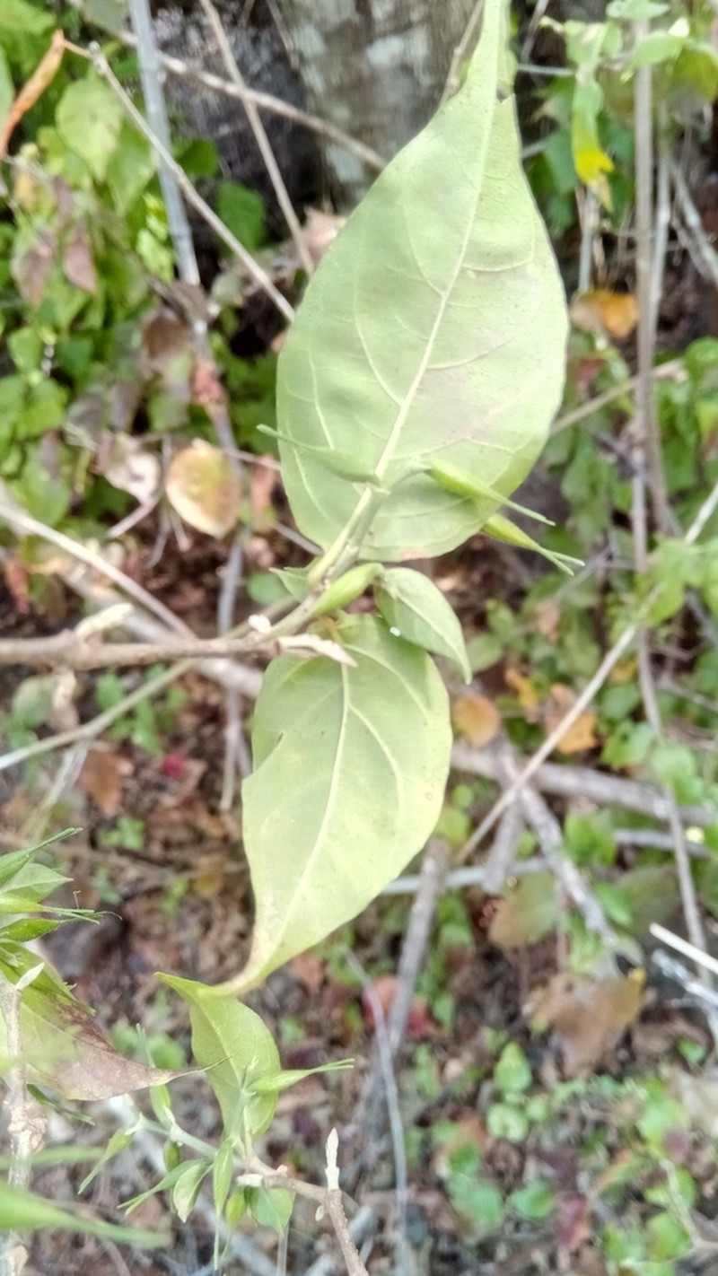 Hypoestes caudata photo 8
