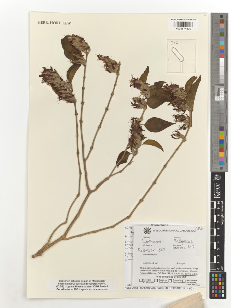 Hypoestes cernua