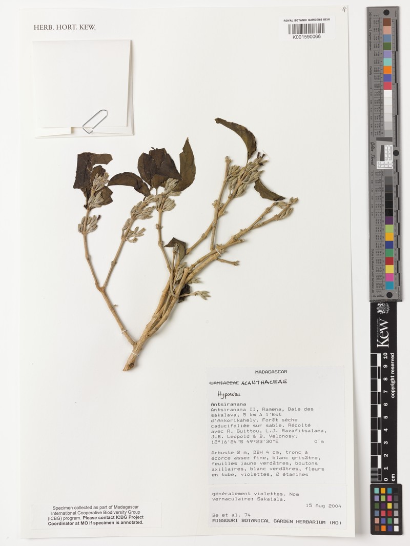 Hypoestes cernua photo 2