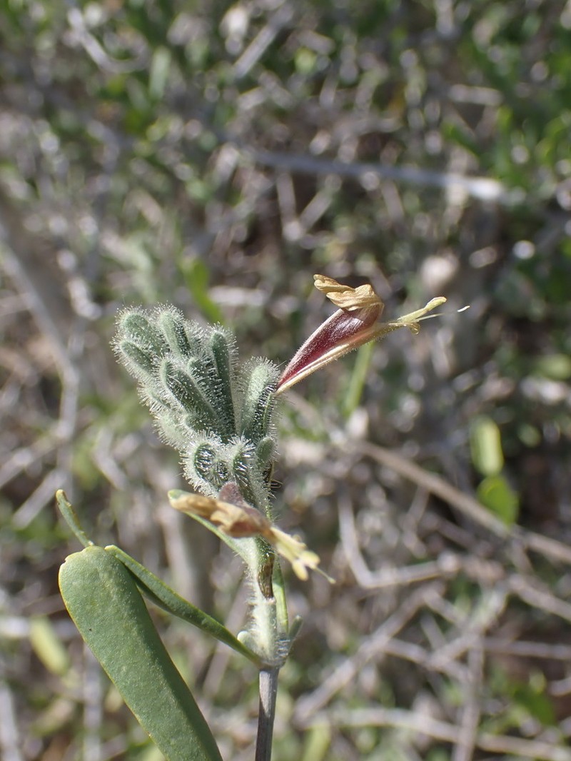 Hypoestes chlorotricha photo 3