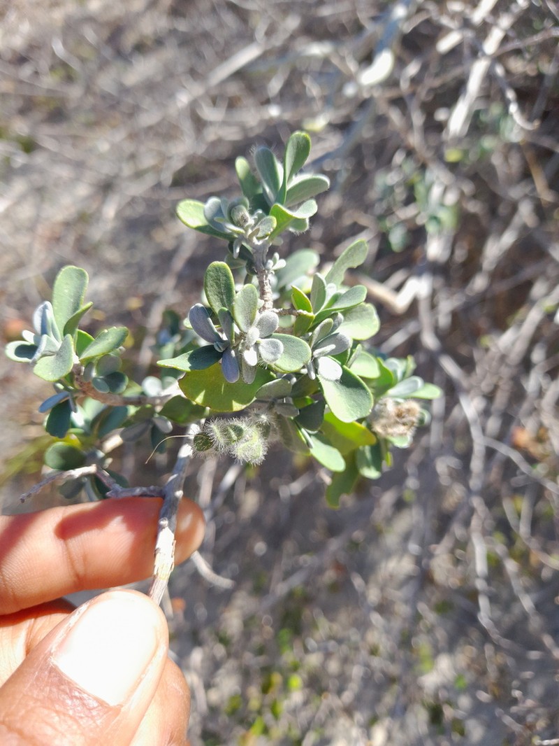 Hypoestes chlorotricha photo 5