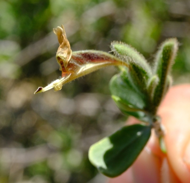 Hypoestes chlorotricha photo 6