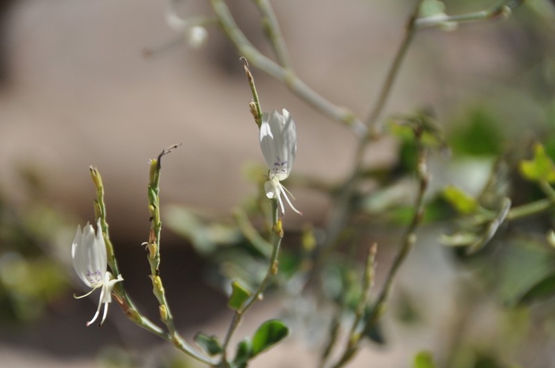 Hypoestes cochlearia