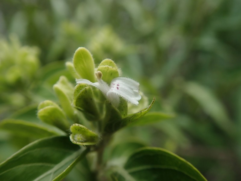 Hypoestes cochlearia photo 2