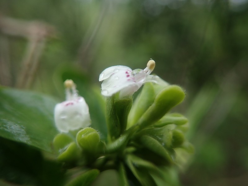 Hypoestes cochlearia photo 3