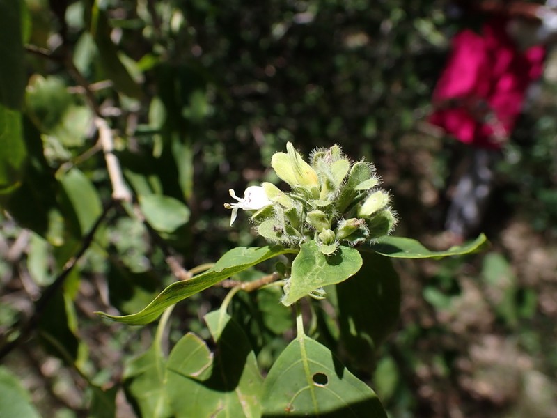Hypoestes cochlearia photo 4