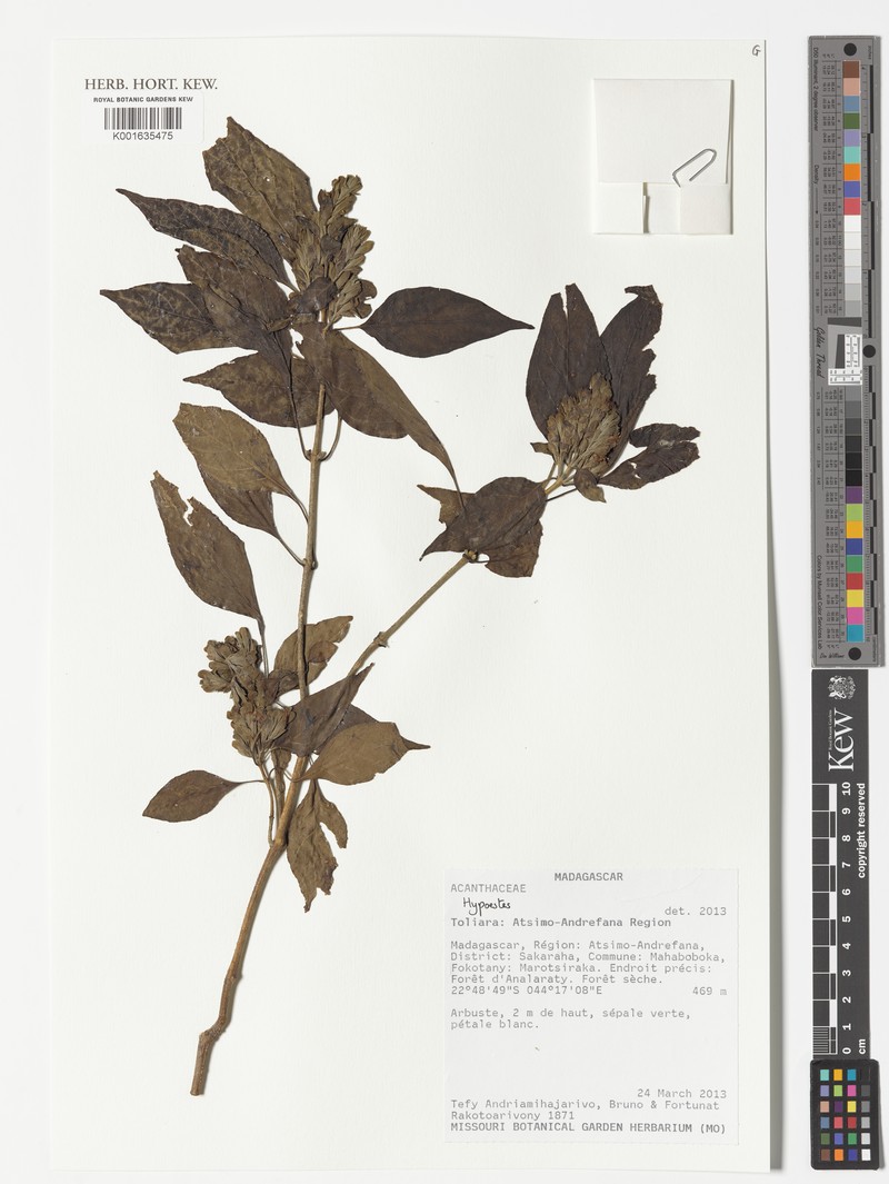 Hypoestes cochlearia photo 6