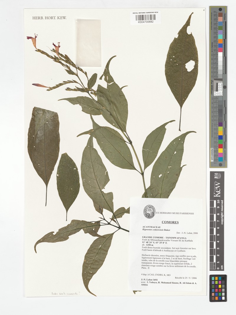 Hypoestes comorensis