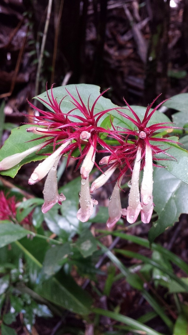 Hypoestes comosa