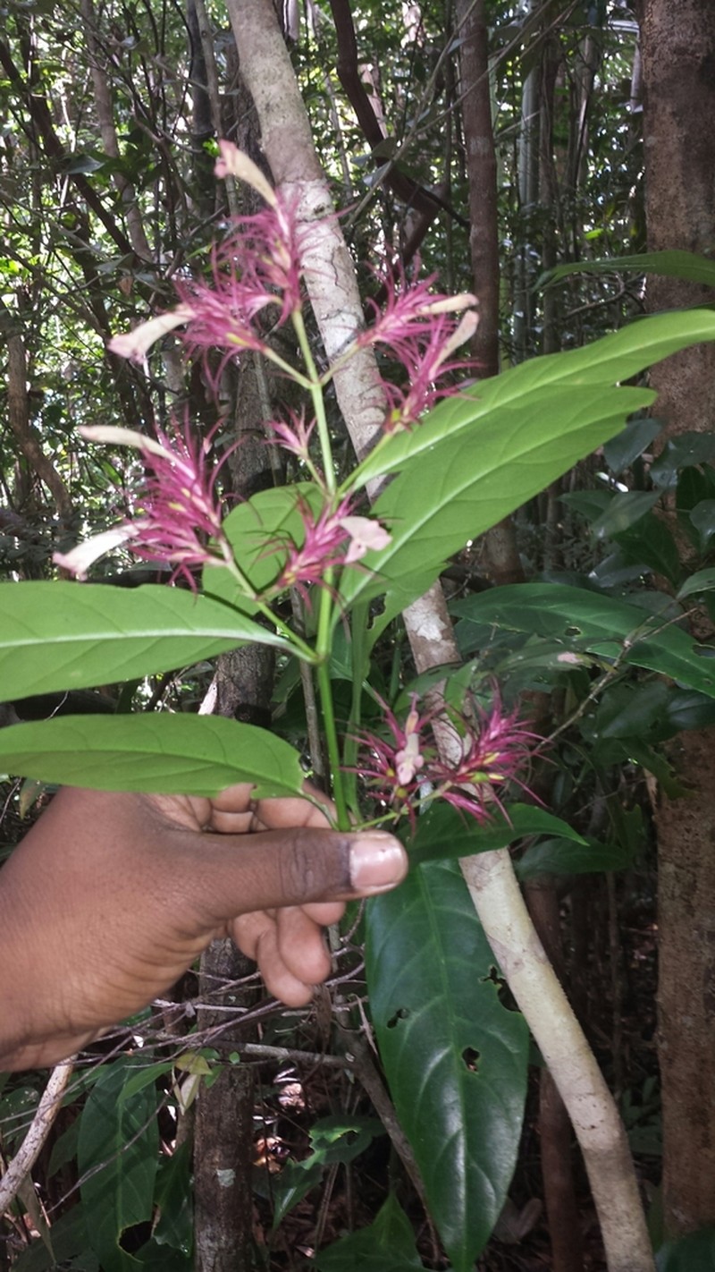 Hypoestes comosa photo 4