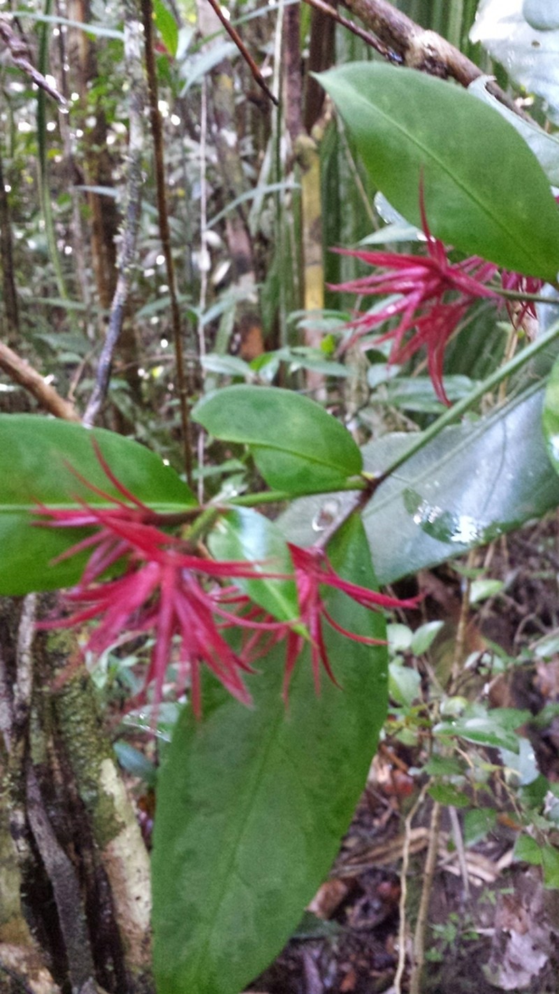 Hypoestes comosa photo 5