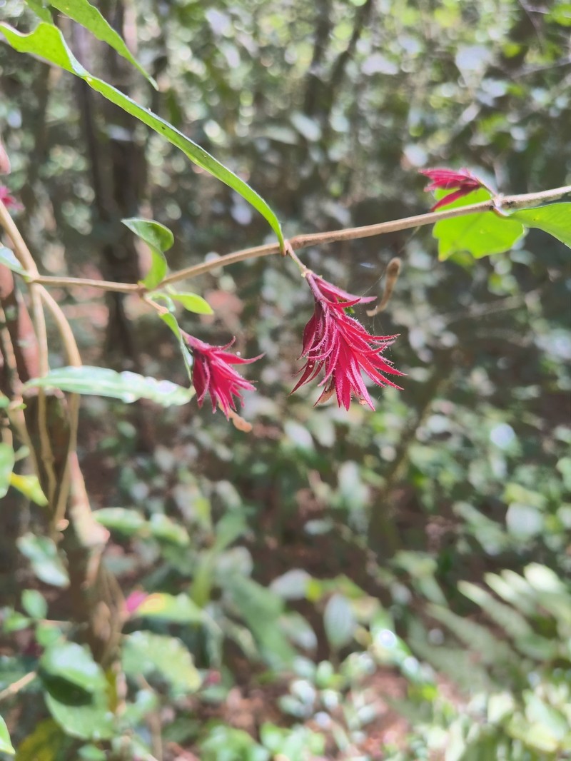 Hypoestes comosa photo 6