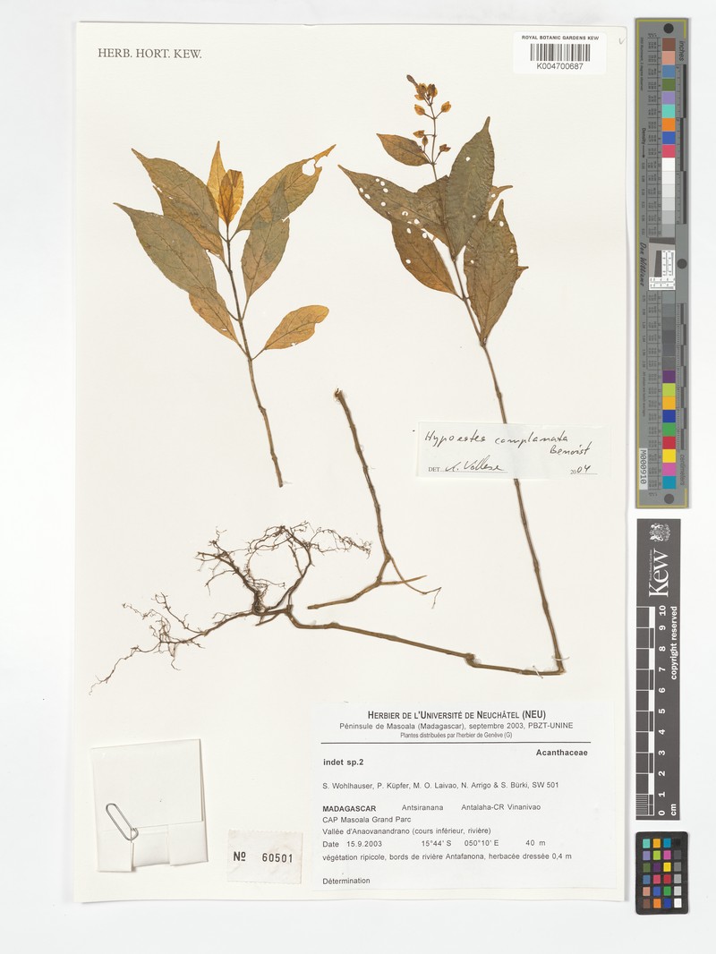 Hypoestes complanata