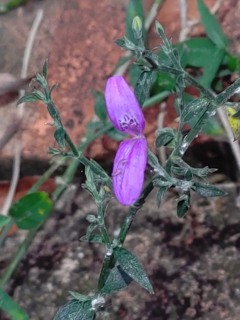 Hypoestes cumingiana