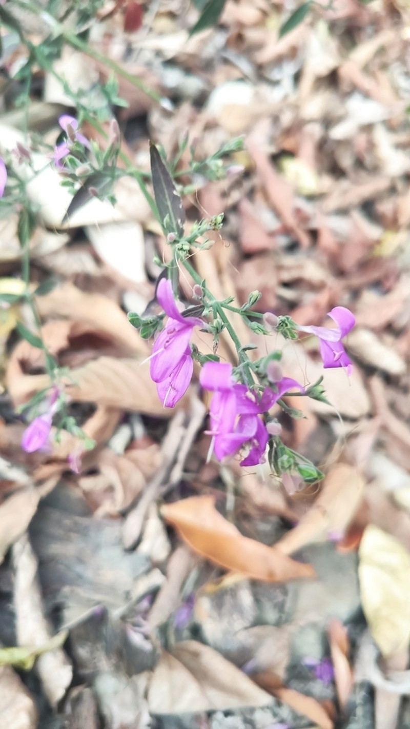 Hypoestes cumingiana photo 4