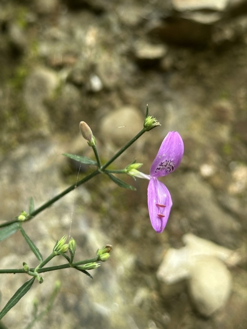 Hypoestes cumingiana photo 6