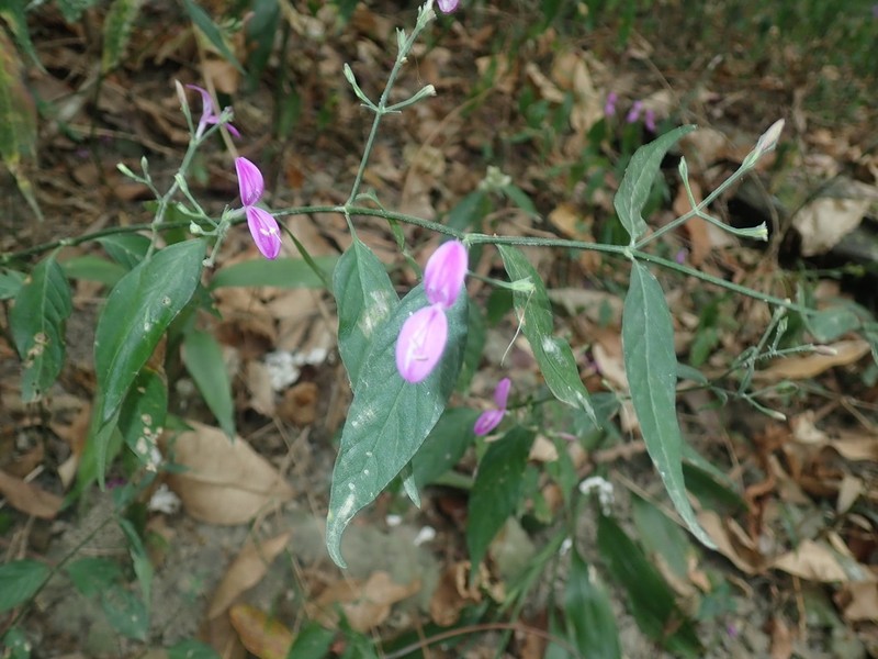 Hypoestes cumingiana photo 7