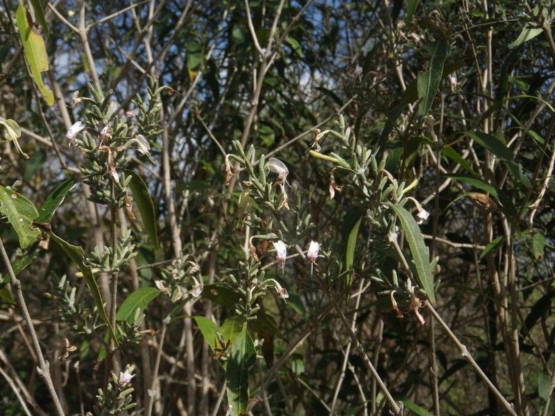 Hypoestes decaryana photo 2