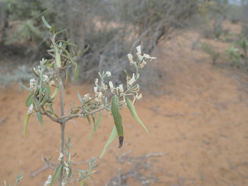 Hypoestes decaryana photo 3