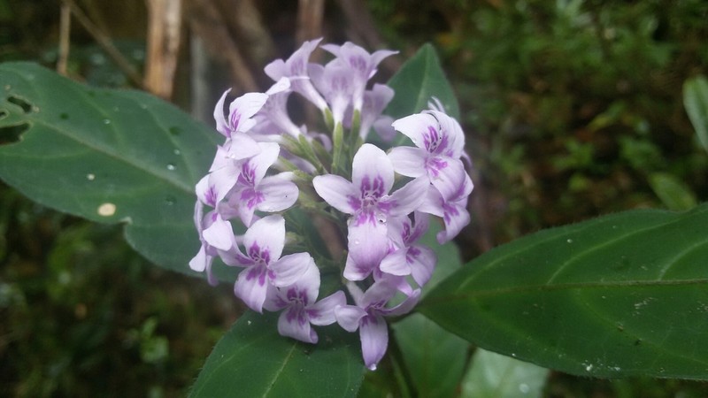 Hypoestes diclipteroides photo 2