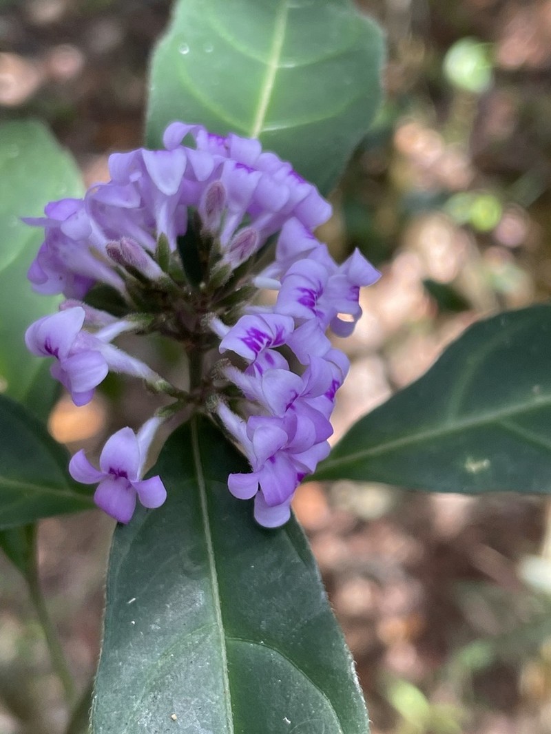 Hypoestes diclipteroides photo 3
