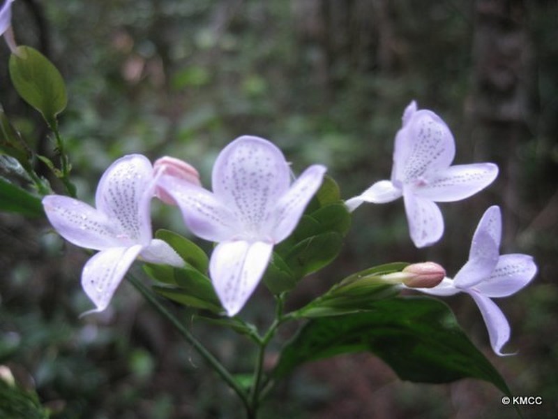Hypoestes diclipteroides photo 4