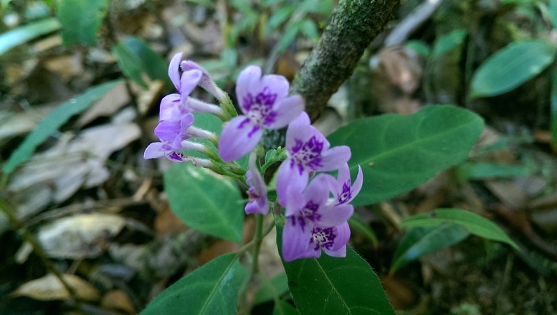 Hypoestes diclipteroides photo 5