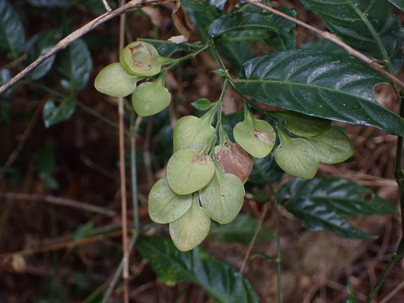 Hypoestes diclipteroides photo 6
