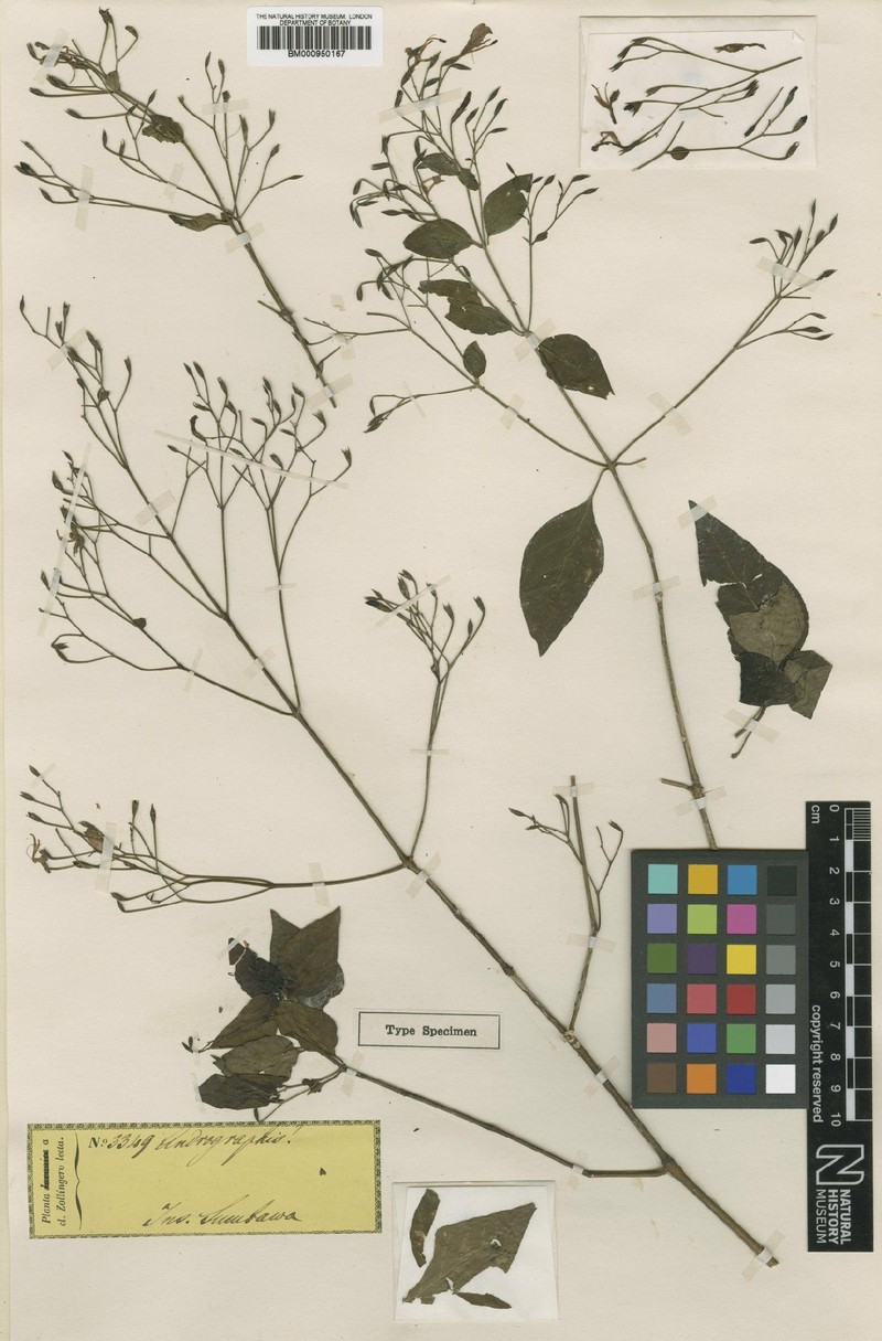 Hypoestes discreta