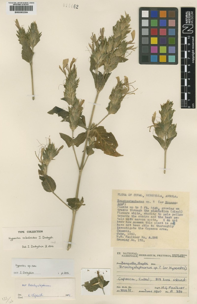 Hypoestes ecbolioides