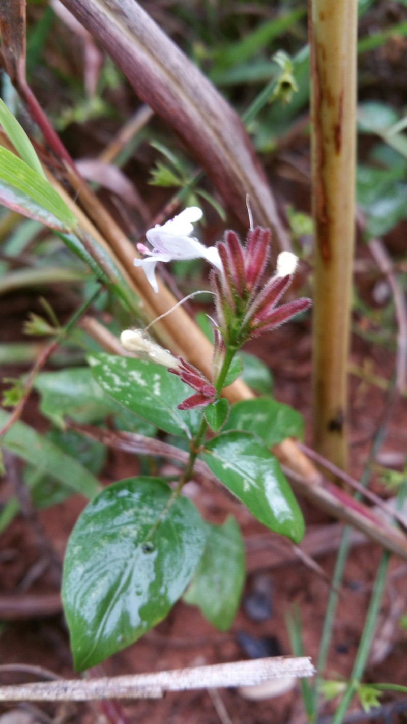 Hypoestes elliotii photo 2