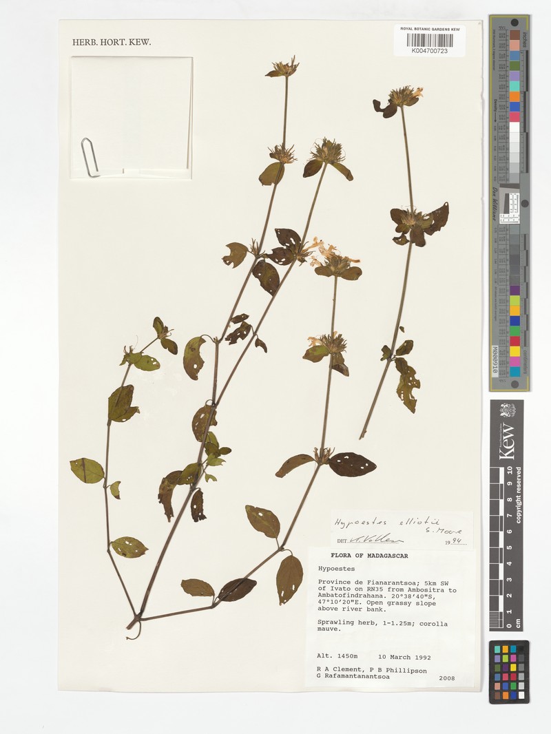 Hypoestes elliotii photo 3