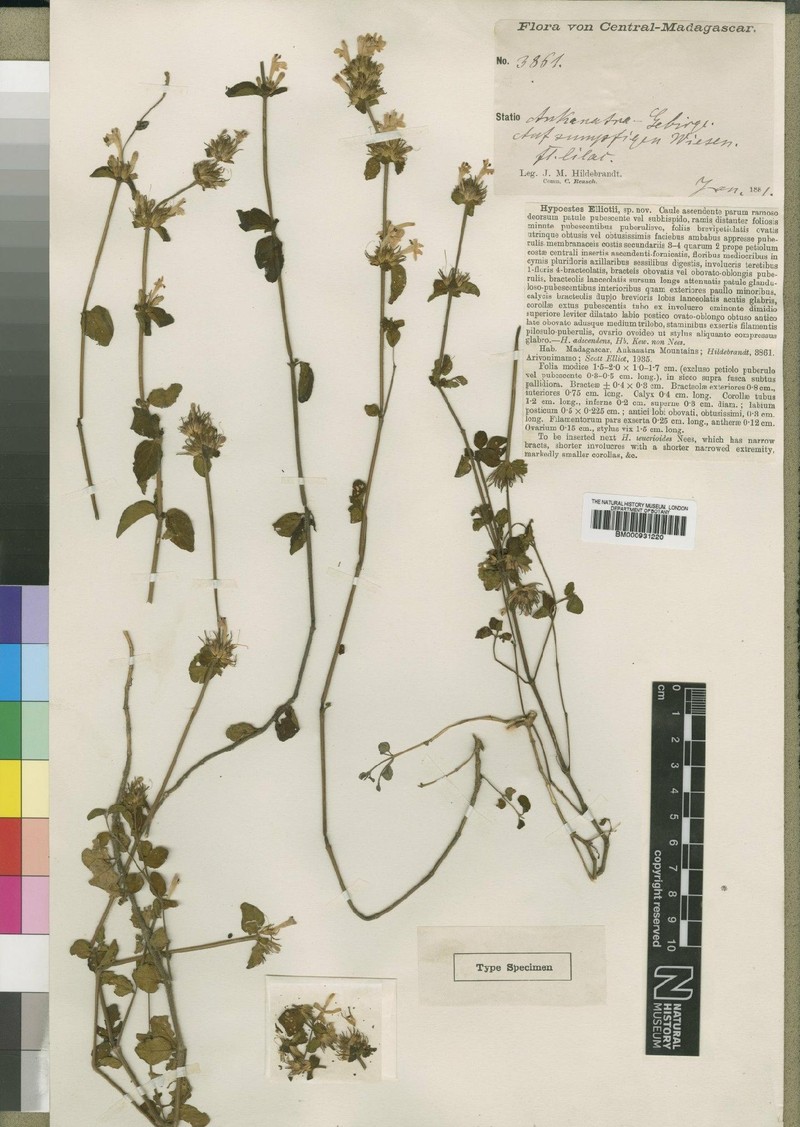 Hypoestes elliotii photo 4