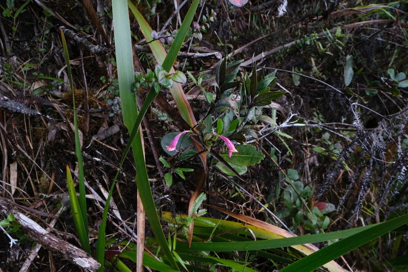 Hypoestes erythrostachya