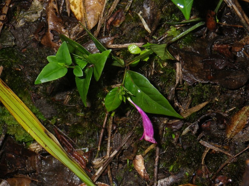 Hypoestes erythrostachya photo 2