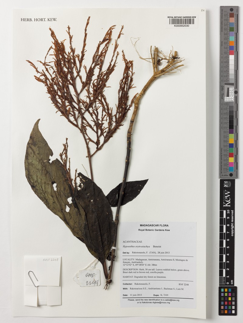 Hypoestes erythrostachya photo 4