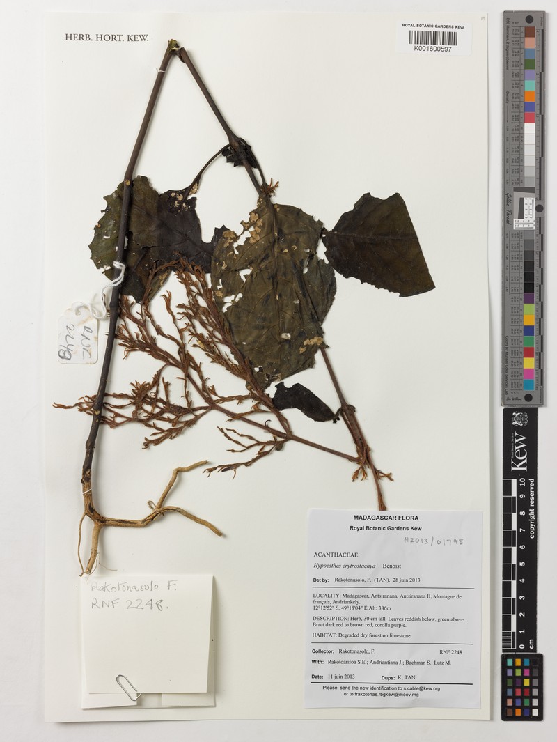 Hypoestes erythrostachya photo 5