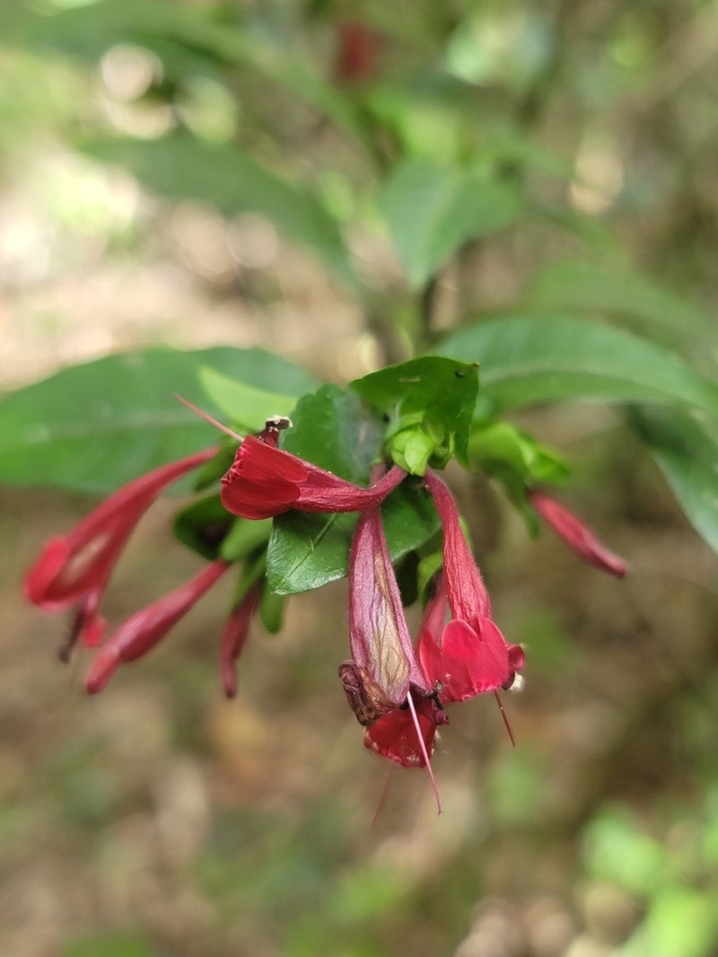Hypoestes fascicularis