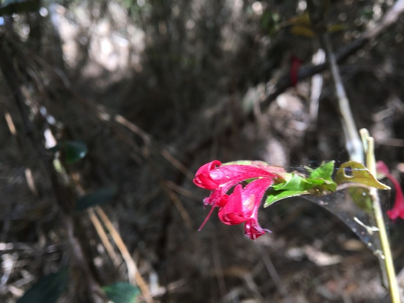 Hypoestes fascicularis photo 2