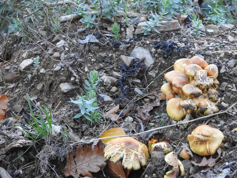 Hypoestes fascicularis photo 3