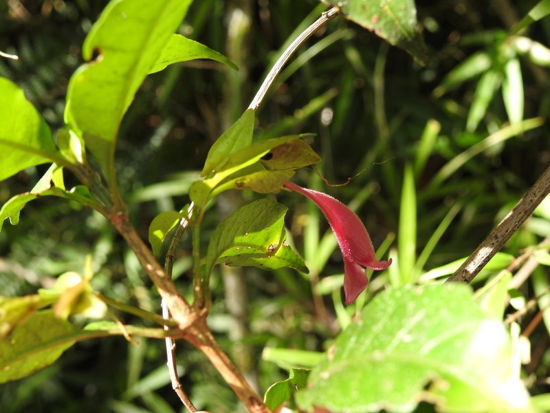 Hypoestes fascicularis photo 4