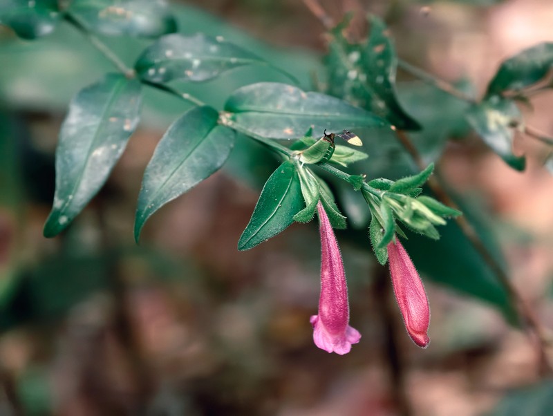 Hypoestes fascicularis photo 5