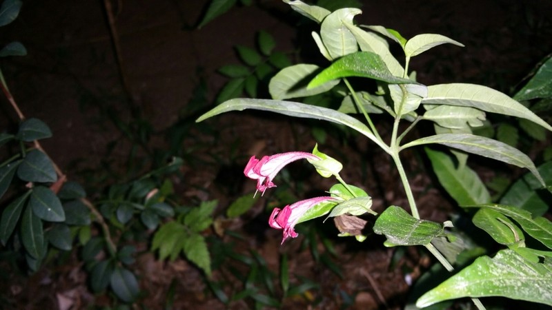 Hypoestes fascicularis photo 6