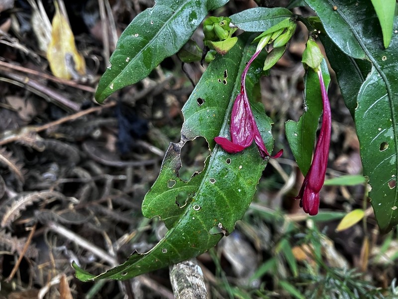 Hypoestes fascicularis photo 7