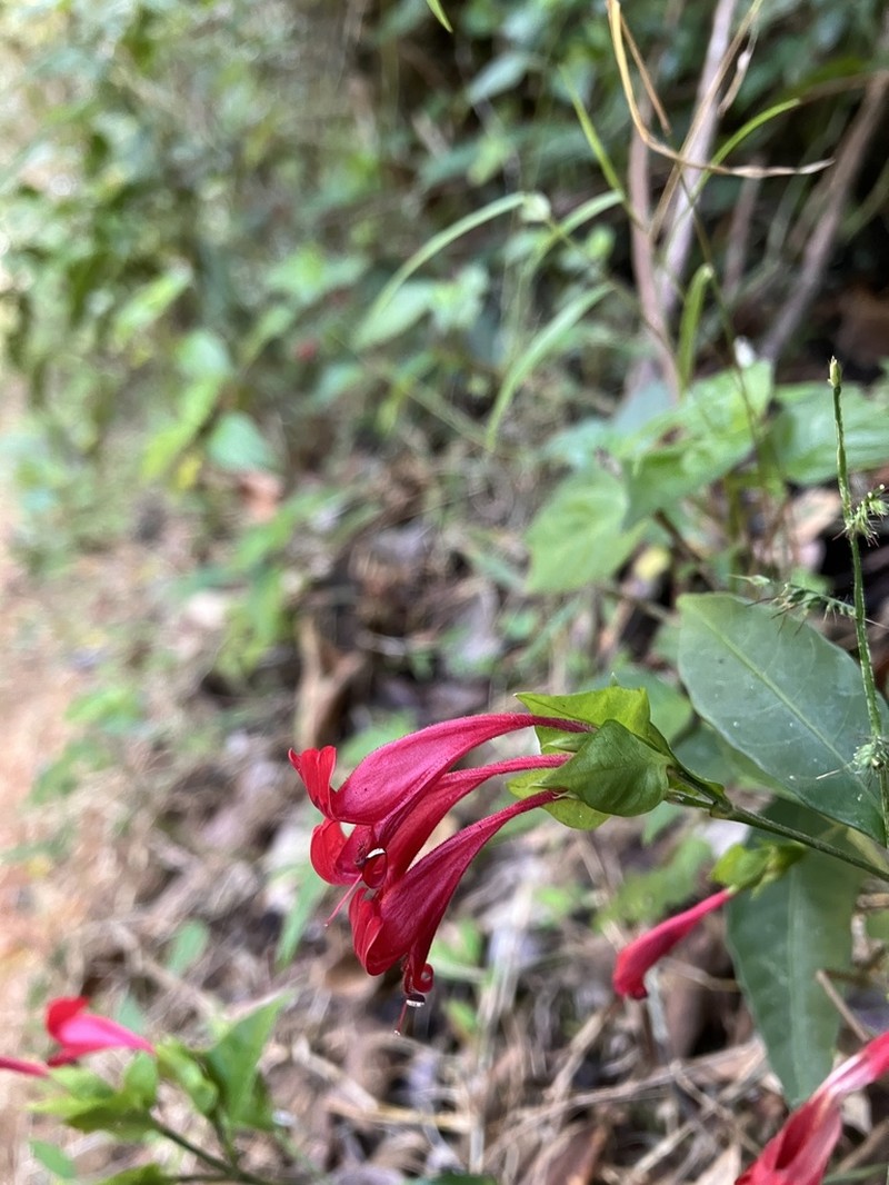 Hypoestes fascicularis photo 8