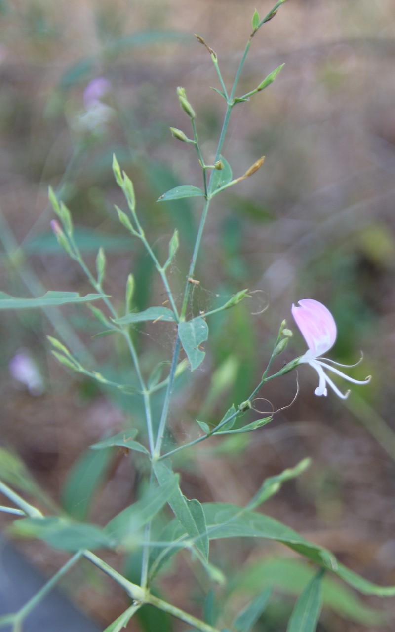 Hypoestes floribunda