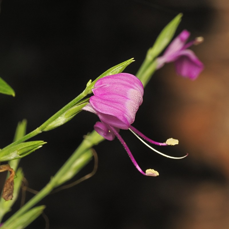 Hypoestes floribunda photo 2