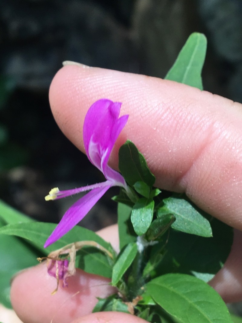 Hypoestes floribunda photo 4